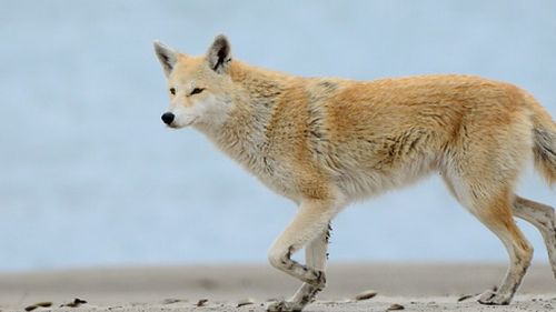 3715 Yes, Eastern Coyotes Are Hybrids, But The ‘Coywolf’ Is Not A Thing