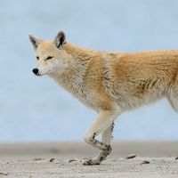 3715 Yes, Eastern Coyotes Are Hybrids, But The ‘Coywolf’ Is Not A Thing