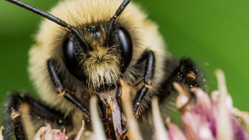 488 Why Do Bumblebees Suddenly Overthrow Their Queen And Murder Each Other?