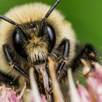 488 Why Do Bumblebees Suddenly Overthrow Their Queen And Murder Each Other?