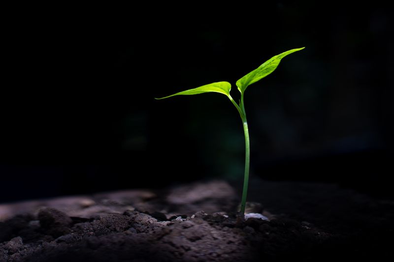 A plant growing in darkness. Image Credit: anut21ng Stock/Shutterstock.com