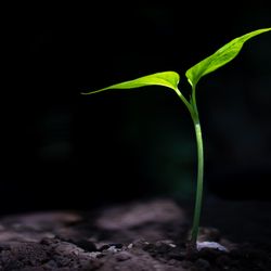 A plant growing in darkness. Image Credit: anut21ng Stock/Shutterstock.com