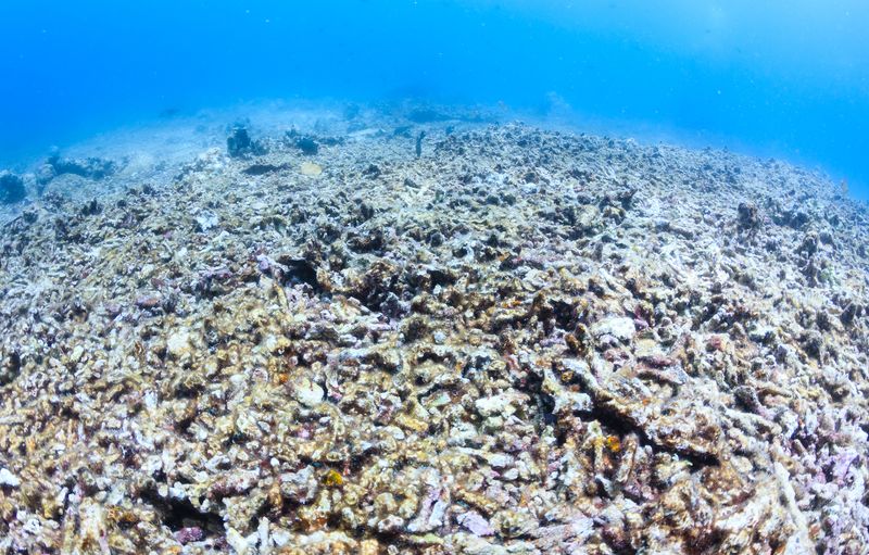 A photo of a dead coral reef devoid of sea life. 