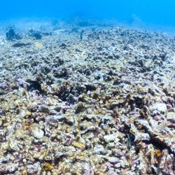 A photo of a dead coral reef devoid of sea life. 