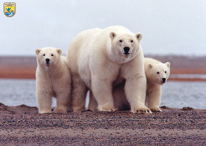 A polar bear keeps close to her young along the Beaufort Sea coast in the Arctic National Wildlife Refuge of Alaska.