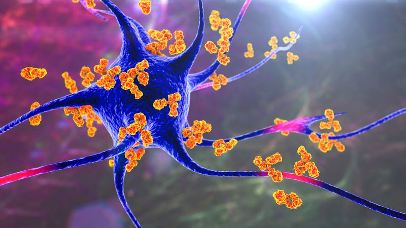 A3D illustration of antibodies attacking a neuron.