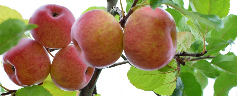 Large red apples growing on a tree branch