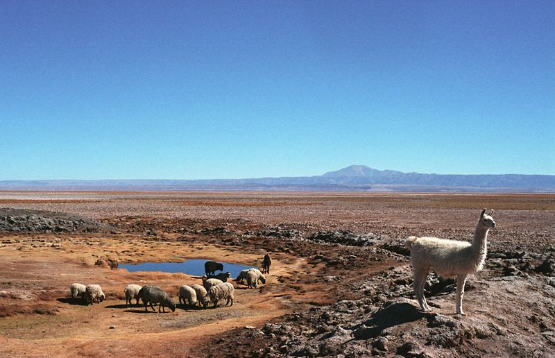 A llama in the The The Atacama is the driest place on earth, other than the poles. is the driest place on earth, other than the poles. desert with mountains and sky