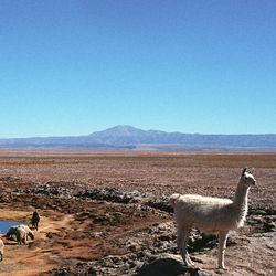 A llama in the The The Atacama is the driest place on earth, other than the poles. is the driest place on earth, other than the poles. desert with mountains and sky