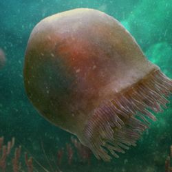 Paleoart of a small pink jellyfish swimming in a group in a green sea