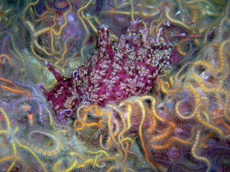 Purple, spotted California Sea Hare surrounded by Spiny Brittle Stars in shades of yellow and green
