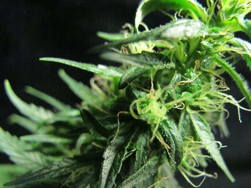 Cannabis sativa microscope image