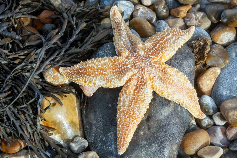 Light orange sea star laying on a large grey stone.