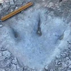 footprint of a three-toed dinosaur in dry ground, with ruler for scale