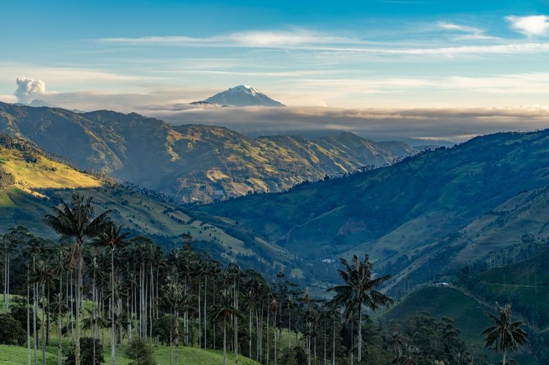 Wax palm trees, native to the humid montane forests of the Andes, towering the landscape of Cocora Valley at Salento, among the coffee zone of Colombia
