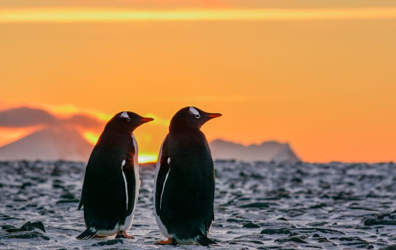 Gentoo penguins couple in Antarctica watching the sunrise