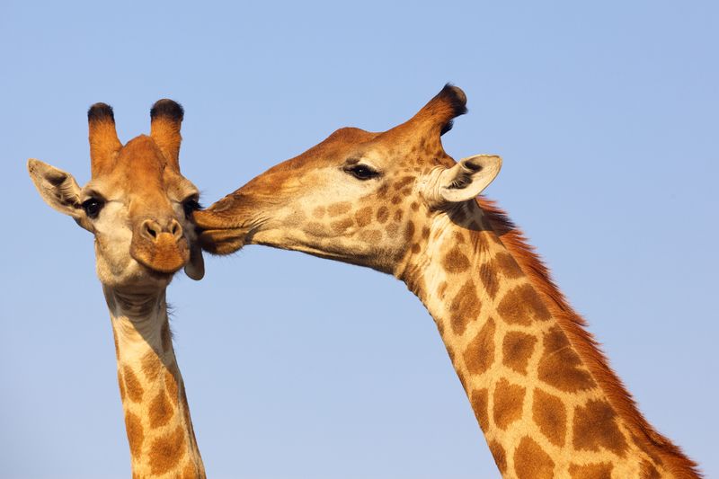 Giraffes heads "kissing"