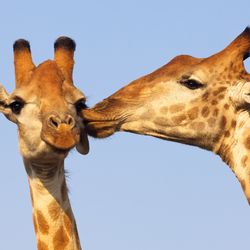 Giraffes heads "kissing"