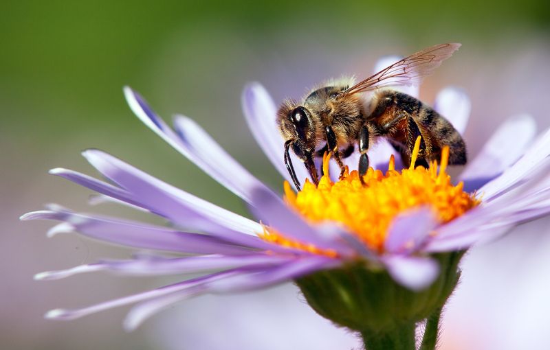 Honeybee on a flower