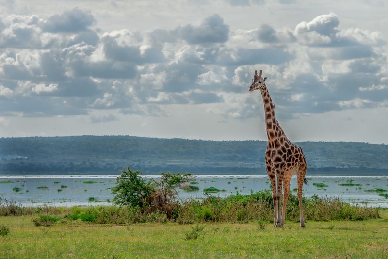 A Rothschild giraffe walks near Lake Albert in Uganda, a region where oil is set to be pumped from.