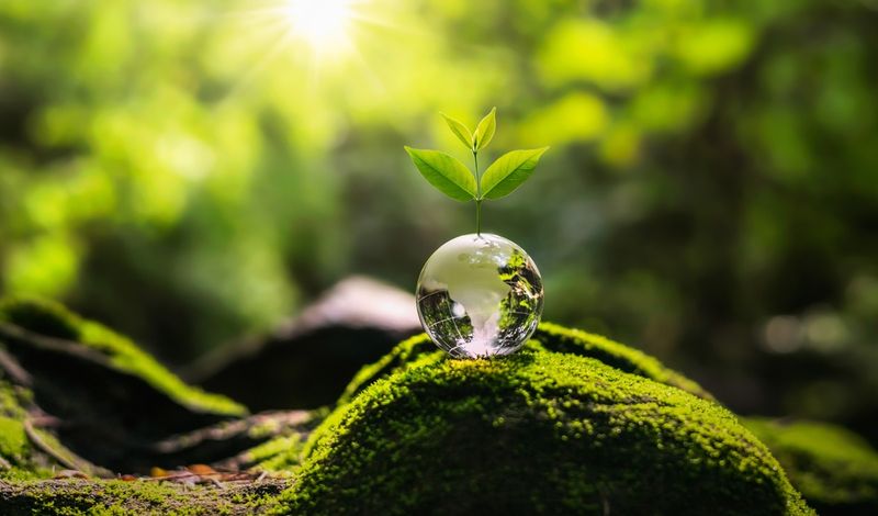 tree growth on globe glass in nature. concept eco earth day