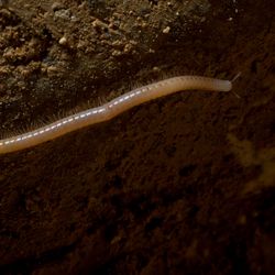 Millipede on the ground of the Movile Cave.