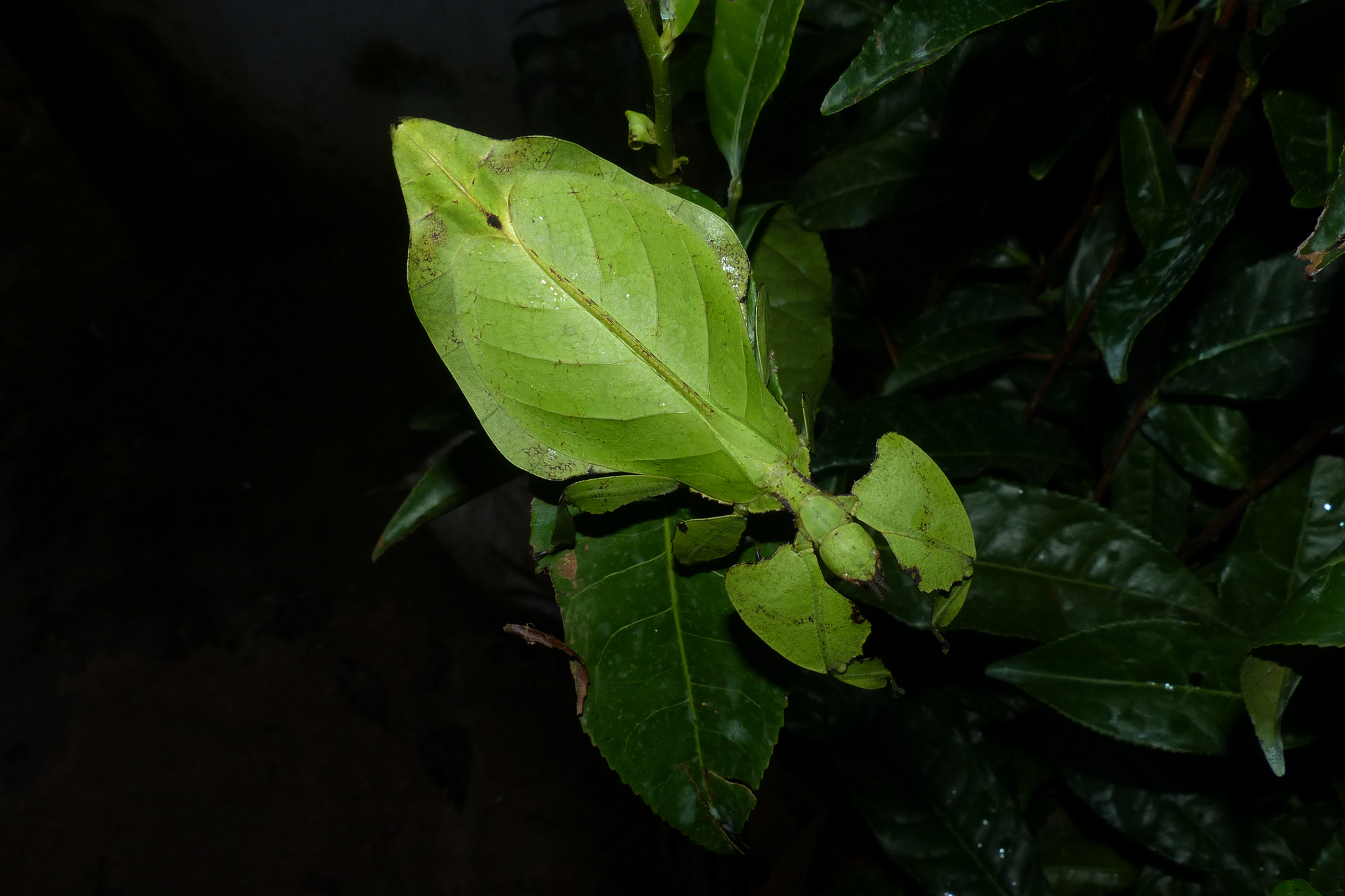 Photo of newly described species Pulchriphyllium anangu