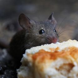 two mice eating a scone