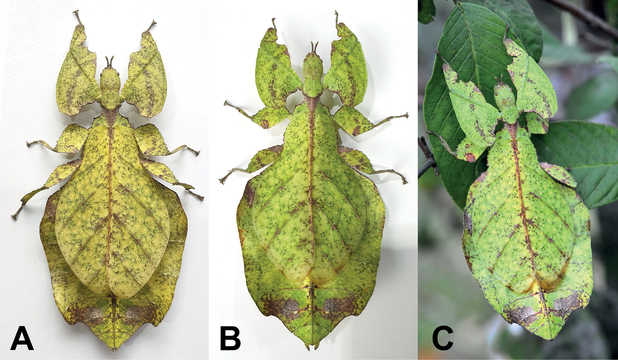 three photographs of a female of the newly described species Pulchriphyllium bhaskarai