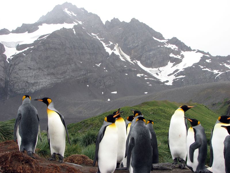 King penguins in front of a snowy mountain in South Georgia, Antarctica