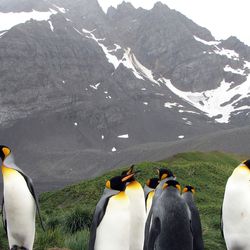 King penguins in front of a snowy mountain in South Georgia, Antarctica