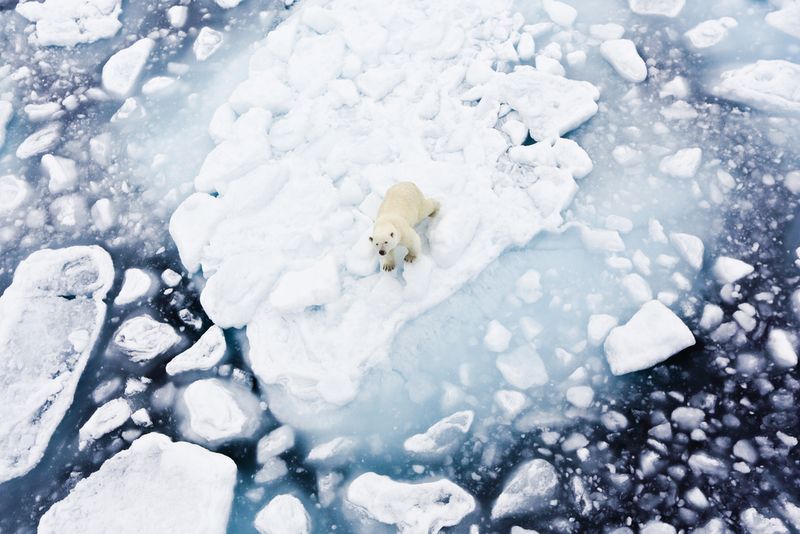 Aerial view of a polar bear sitting on a melting iceberg in Spitsbergen on the Svalbard archipelago in northern Norway in the Arctic.  