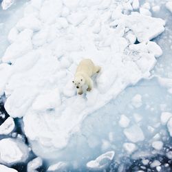 Aerial view of a polar bear sitting on a melting iceberg in Spitsbergen on the Svalbard archipelago in northern Norway in the Arctic.  