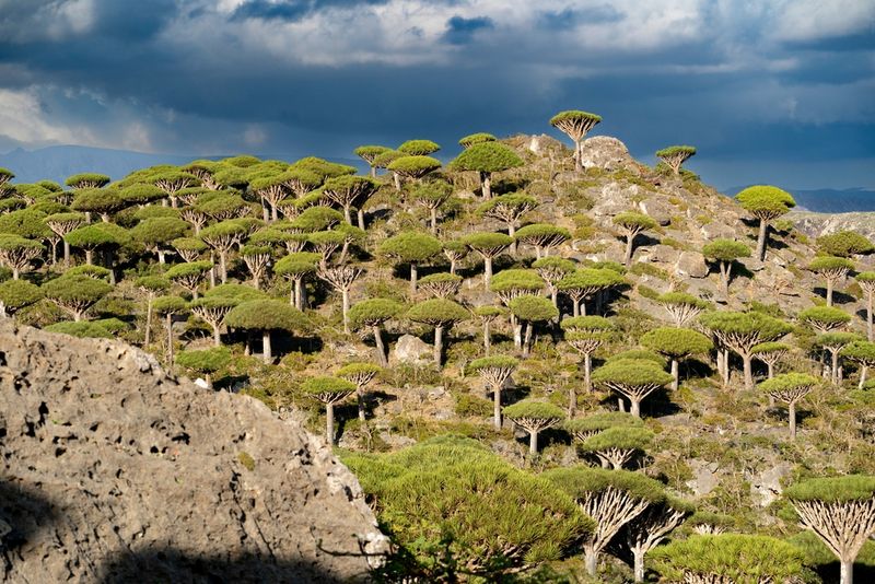 A forest of Dragon Blood Tree grew on the rocky coastline of Socotra