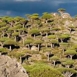 A forest of Dragon Blood Tree grew on the rocky coastline of Socotra