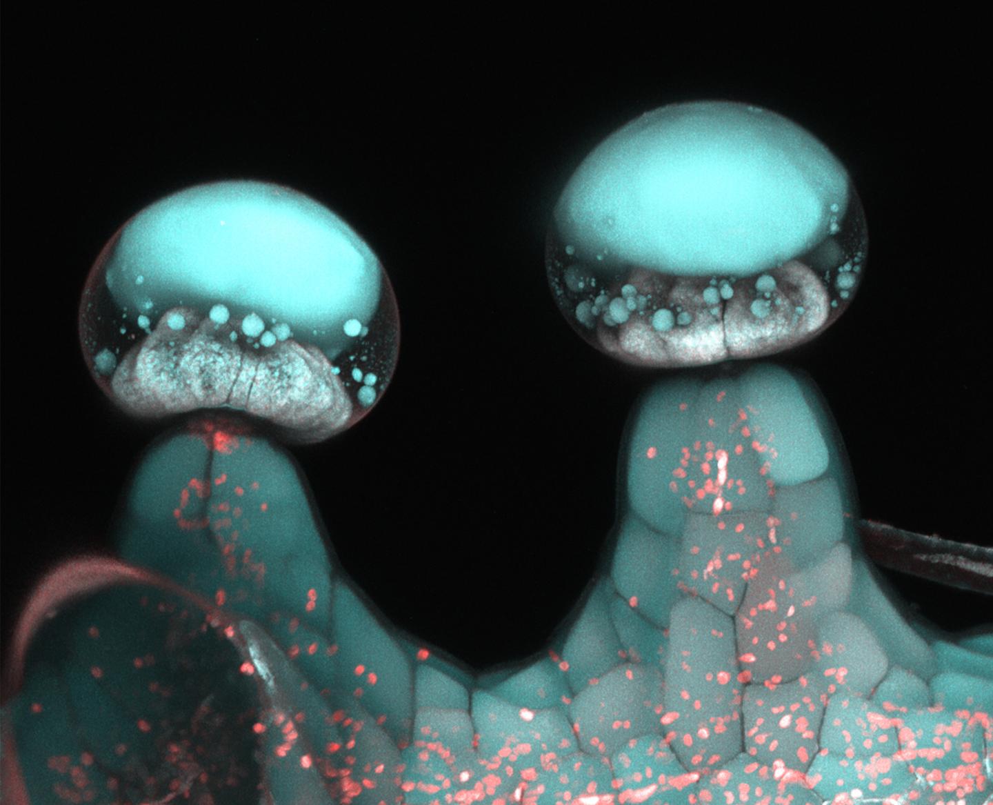 Multiphoton microscopy image of stalked glandular trichome