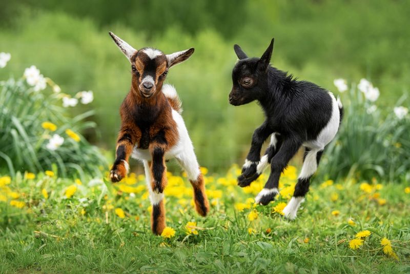 Two baby goats, left brown and white, right black and white, frolicking in a field of flowers