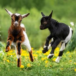 Two baby goats, left brown and white, right black and white, frolicking in a field of flowers