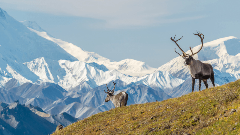 Two caribou standing on top of a mountain range in Alaska.