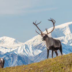 Two caribou standing on top of a mountain range in Alaska.