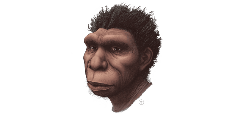 Artist's impression of the head of Homo bodoensis