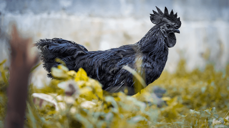 ayam cemani