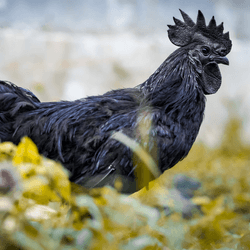 ayam cemani