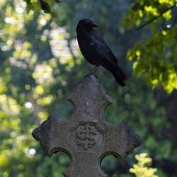 crow funeral