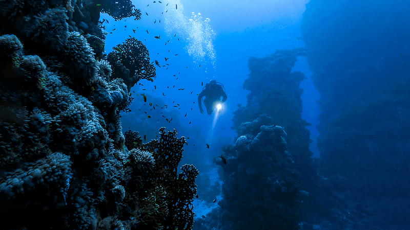 A diver in the ocean.