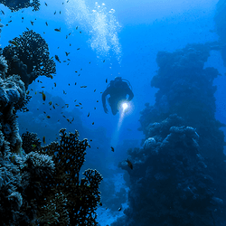 A diver in the ocean.