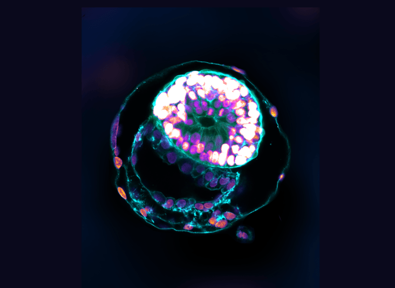 A stem cell–derived human embryo model at a developmental stage equivalent to that of a human embryo at day 12 has all the compartments typical of this stage.