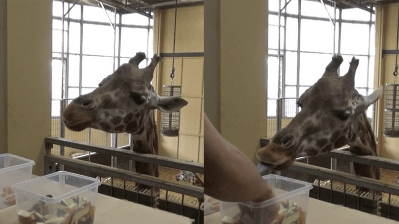 Two pictures of giraffes next to each other showing them choose a carrot or zucchini piece as part of the experiment.