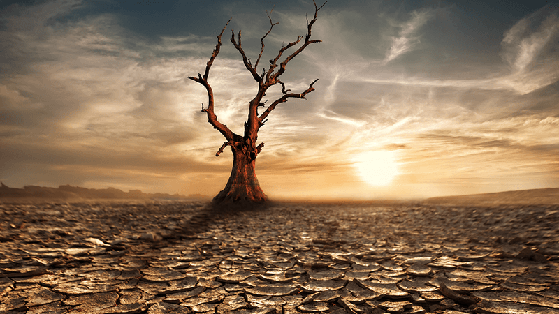 A dead tree in a dry landscape.