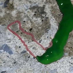 Green slimy worm like creature with a smaller pink tongue like appendage